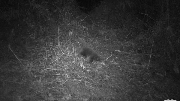 Viral! Hilang Sejak 60 Tahun Lalu, Echidna Langka Khas Papua Terekam Kamera