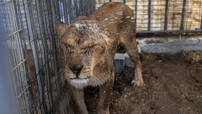 Hewan di Kebun Binatang Gaza Telantar Sampai Mati Gegara Agresi Israel