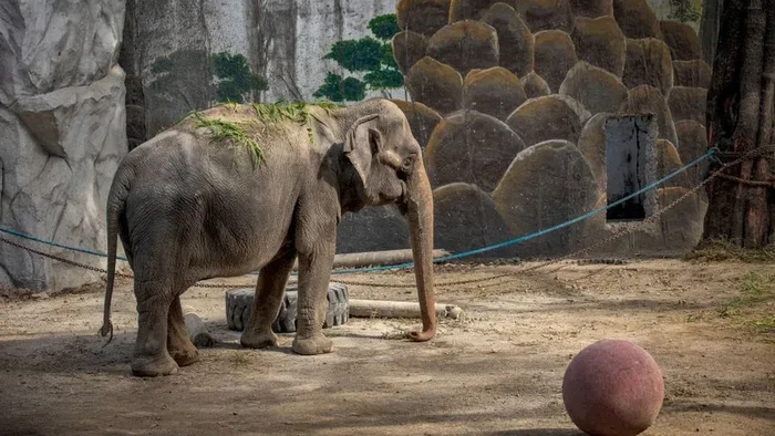 Kisah Mali, Gajah Paling Menyedihkan di Dunia Mati