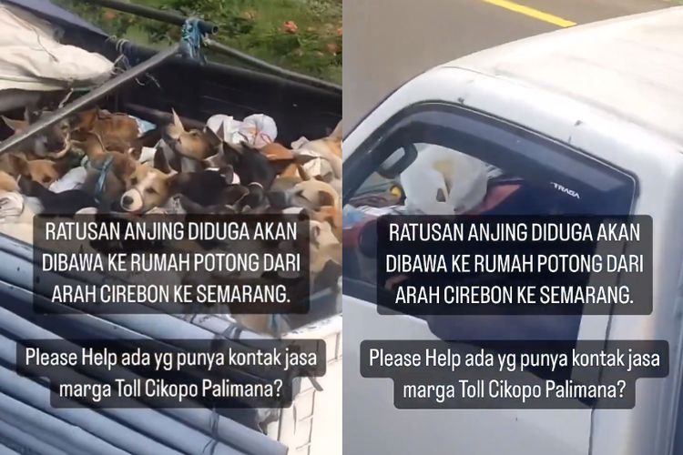 Video Viral Ratusan Anjing Diangkut Truk, Diduga Ingin Di Jadikan Konsumsi