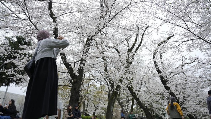 Viral Turis Indonesia Diduga Rusak Bunga Sakura di Jepang
