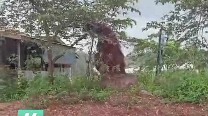 Orang Utan Setinggi Rumah Warga Diduga di Kaltim Dipengaruhi Angle Video